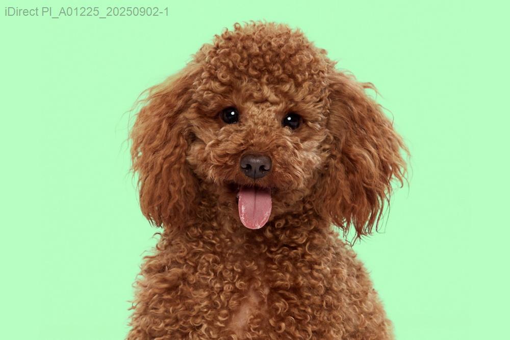 「毛孩新裝，揪感心！五星級寵物美容店大公開」示意圖